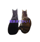 飼い猫みかんスタンプ（個別スタンプ：1）