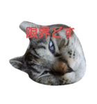 飼い猫みかんスタンプ（個別スタンプ：2）