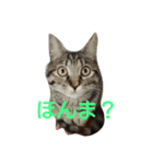 飼い猫みかんスタンプ（個別スタンプ：4）
