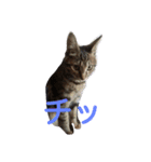 飼い猫みかんスタンプ（個別スタンプ：5）