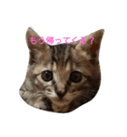 飼い猫みかんスタンプ（個別スタンプ：7）