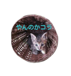 飼い猫みかんスタンプ（個別スタンプ：8）