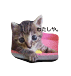飼い猫みかんスタンプ（個別スタンプ：9）