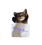 飼い猫みかんスタンプ（個別スタンプ：10）