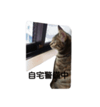 飼い猫みかんスタンプ（個別スタンプ：11）