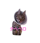 飼い猫みかんスタンプ（個別スタンプ：12）