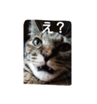 飼い猫みかんスタンプ（個別スタンプ：13）