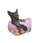 飼い猫みかんスタンプ（個別スタンプ：14）