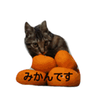 飼い猫みかんスタンプ（個別スタンプ：15）