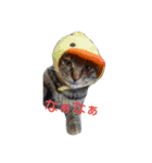 飼い猫みかんスタンプ（個別スタンプ：16）