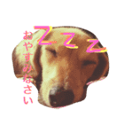 くるみスタンプ（個別スタンプ：2）