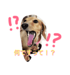 くるみスタンプ（個別スタンプ：5）