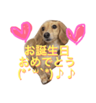 くるみスタンプ（個別スタンプ：6）