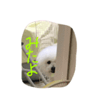 白もふ アフロ犬（個別スタンプ：3）
