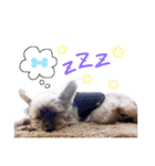 ちょこくん（個別スタンプ：4）