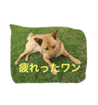 ほくとくんスタンプ（個別スタンプ：1）