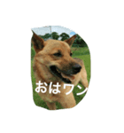 ほくとくんスタンプ（個別スタンプ：2）
