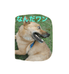 ほくとくんスタンプ（個別スタンプ：3）