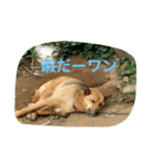 ほくとくんスタンプ（個別スタンプ：4）