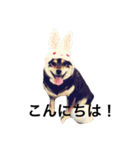 愛犬こりんちゃん（個別スタンプ：1）
