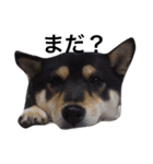 愛犬こりんちゃん（個別スタンプ：4）