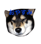 愛犬こりんちゃん（個別スタンプ：5）