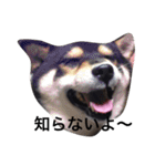 愛犬こりんちゃん（個別スタンプ：7）
