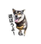 愛犬こりんちゃん（個別スタンプ：9）
