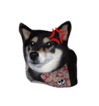 愛犬こりんちゃん（個別スタンプ：10）