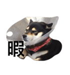 愛犬こりんちゃん（個別スタンプ：11）