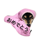 愛犬こりんちゃん（個別スタンプ：14）
