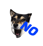 愛犬こりんちゃん（個別スタンプ：18）