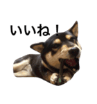 愛犬こりんちゃん（個別スタンプ：19）
