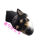 愛犬こりんちゃん（個別スタンプ：20）