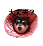 愛犬こりんちゃん（個別スタンプ：22）