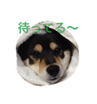 愛犬こりんちゃん（個別スタンプ：23）