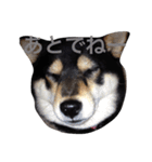 愛犬こりんちゃん（個別スタンプ：24）
