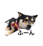 愛犬こりんちゃん（個別スタンプ：25）