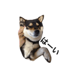 愛犬こりんちゃん（個別スタンプ：26）