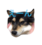 愛犬こりんちゃん（個別スタンプ：27）