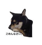愛犬こりんちゃん（個別スタンプ：28）