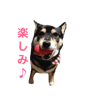 愛犬こりんちゃん（個別スタンプ：29）