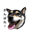 愛犬こりんちゃん（個別スタンプ：32）