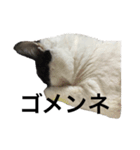 はちわれみーちゃん（個別スタンプ：7）