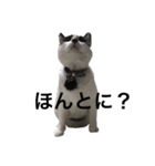 はちわれみーちゃん（個別スタンプ：8）