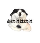 はちわれみーちゃん（個別スタンプ：11）