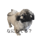 にくめん犬（個別スタンプ：1）
