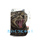 トラとくーにゃん（個別スタンプ：1）