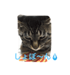 トラとくーにゃん（個別スタンプ：2）