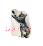 トラとくーにゃん（個別スタンプ：3）